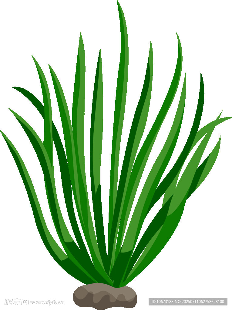 水草插画清新水底植物