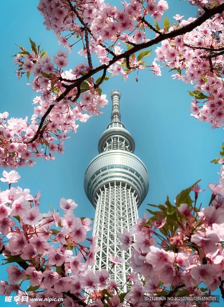 樱花簇拥下的东京晴空塔