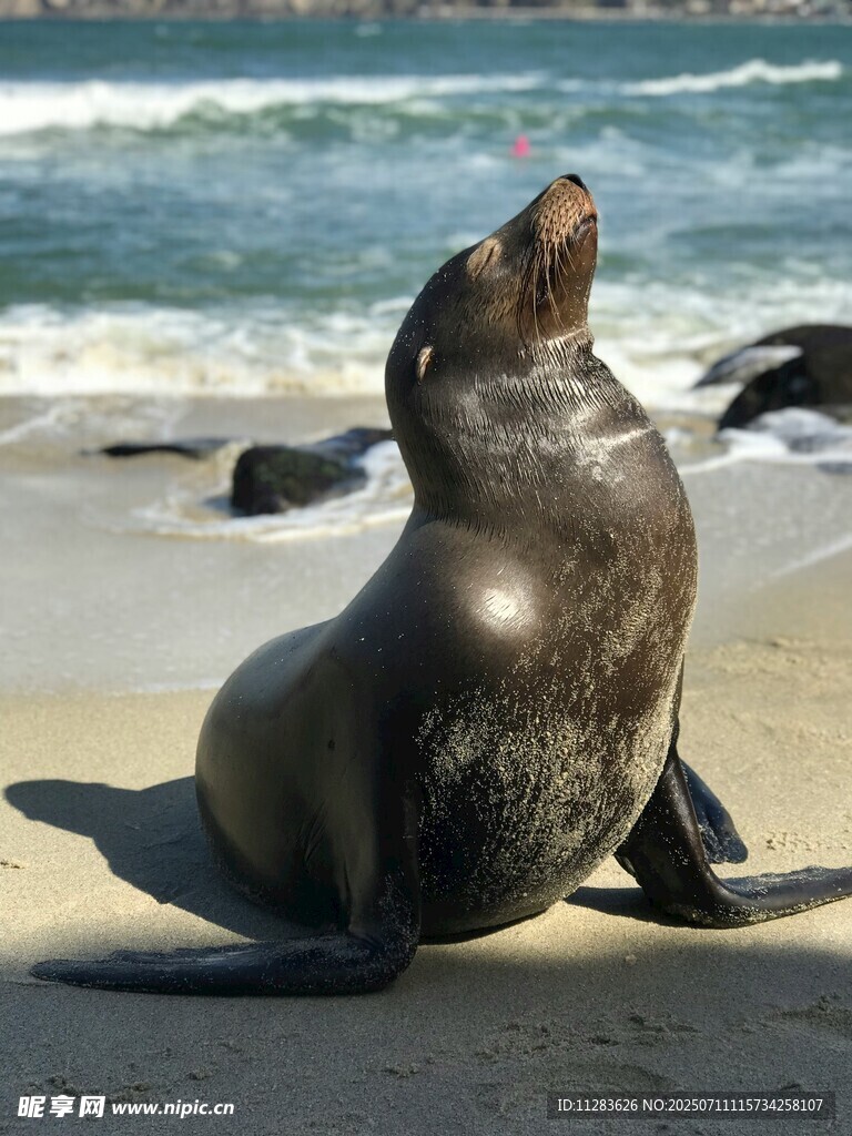 海滩上仰头的海狮