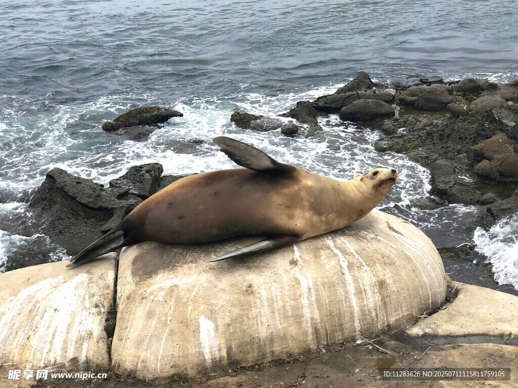 海面上休憩的海狮