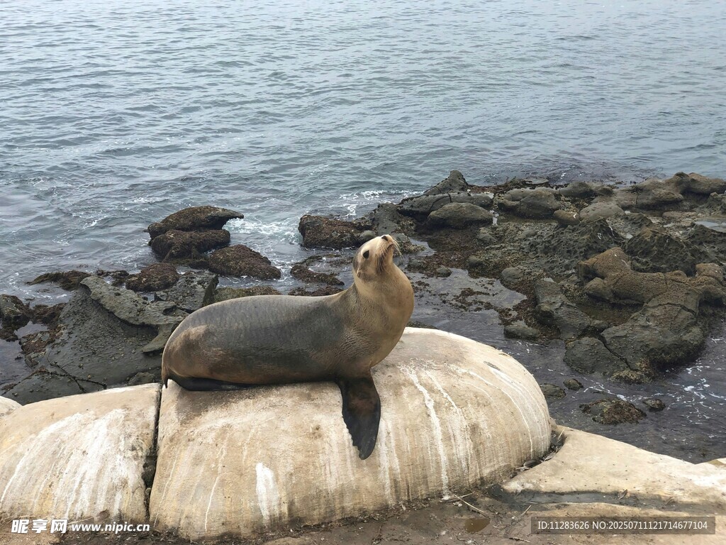 岩石上休憩的海狮