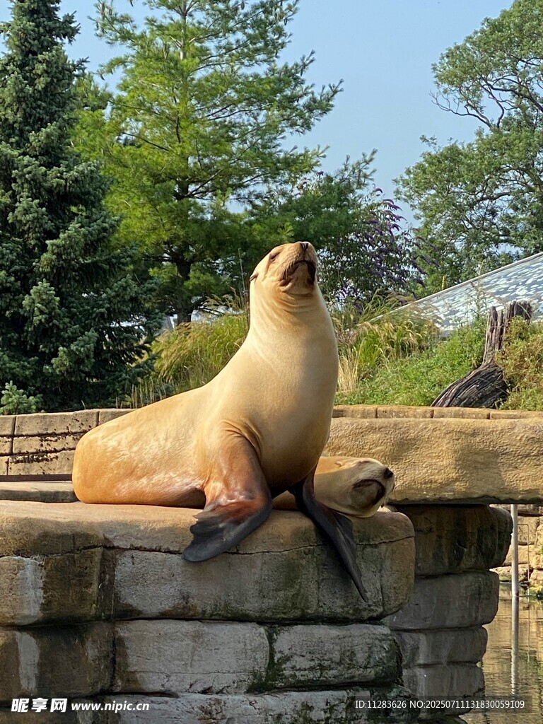 阳光下休憩的可爱海狮