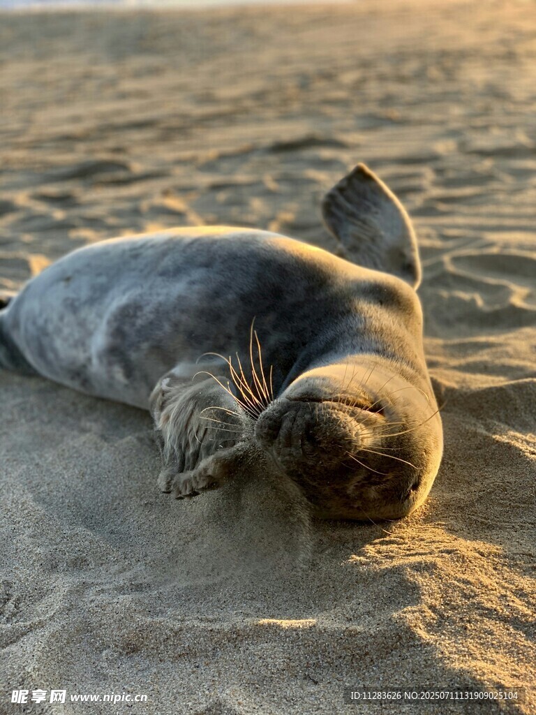 沙滩上休憩的可爱海豹