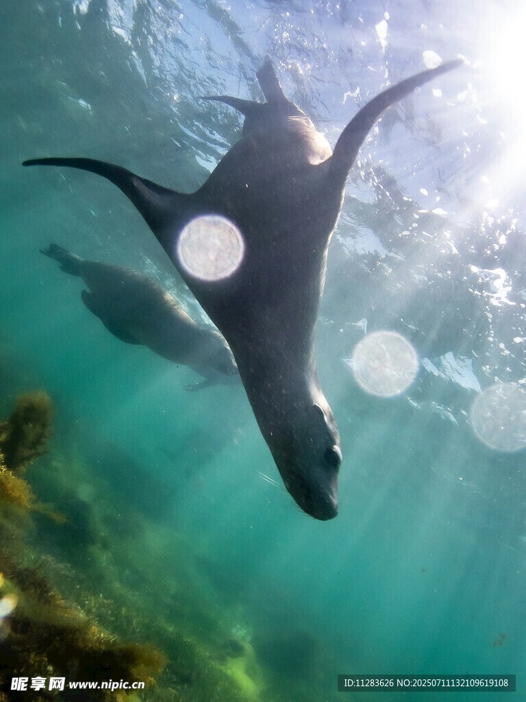 水下灵动的海狮