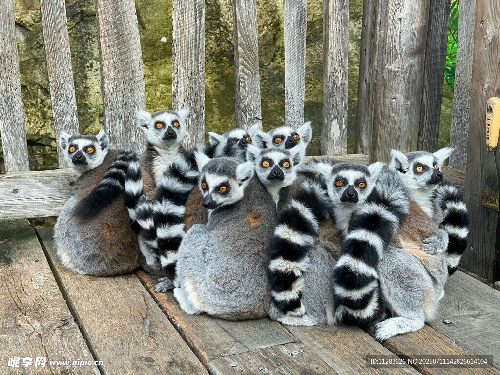 环尾狐猴齐聚木质平台