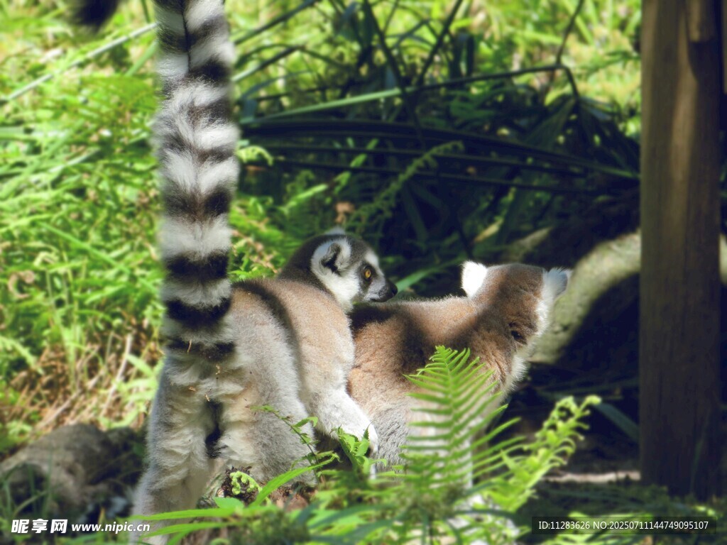 狐猴在茂密丛林中活动