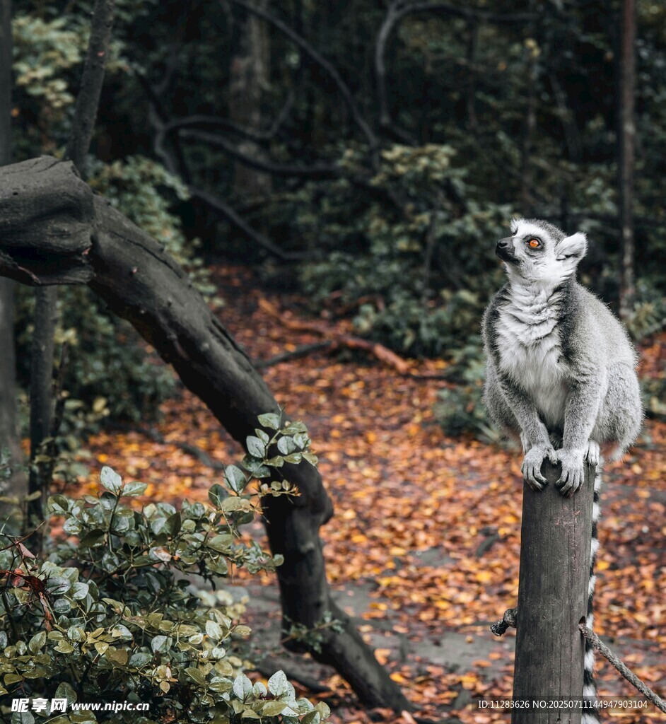 枝头狐猴
