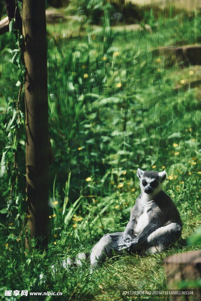 狐猴坐于绿意盎然的草地