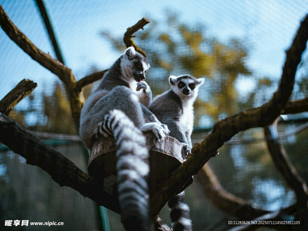 环尾狐猴栖息于树枝间