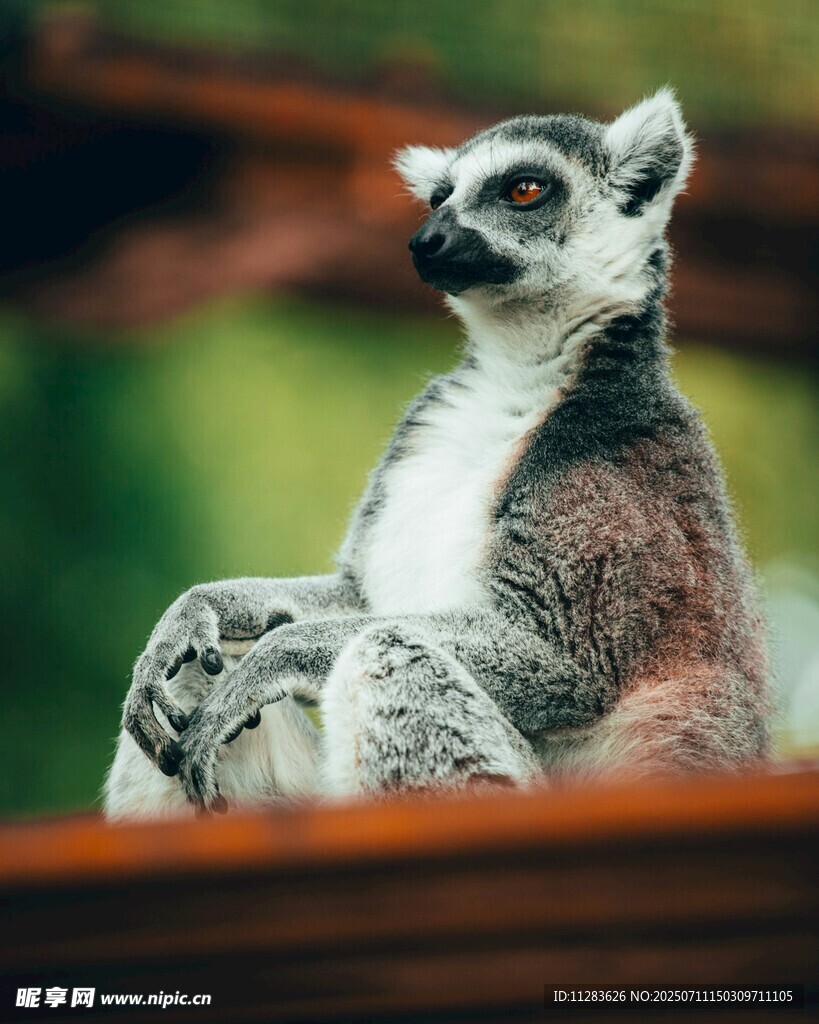 狐猴特写