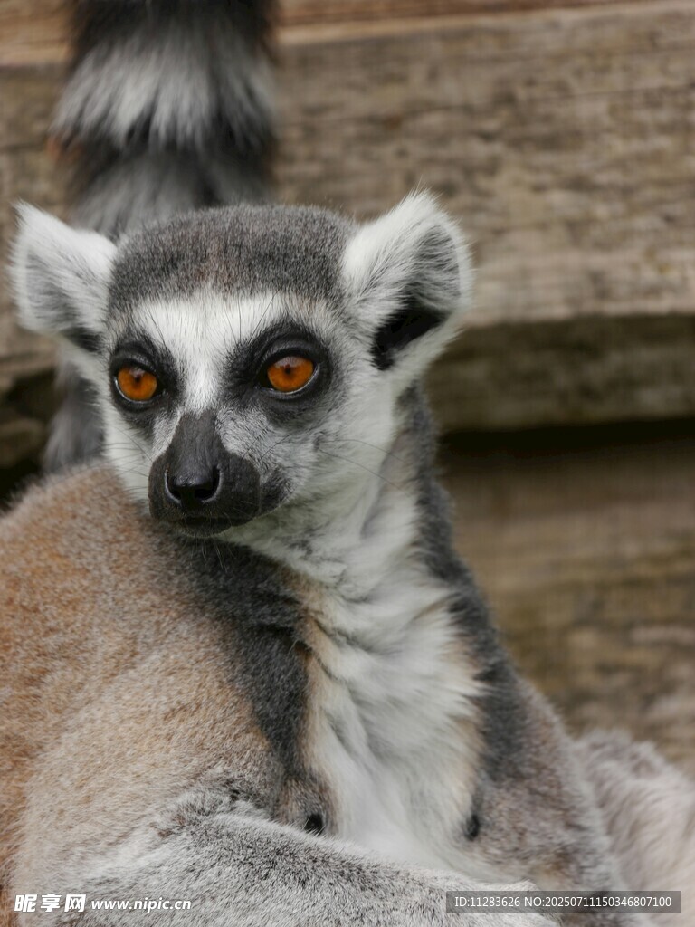 狐猴特写