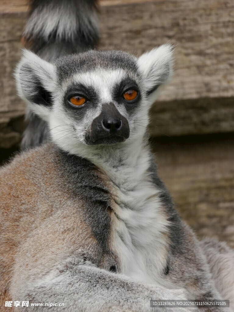 狐猴特写