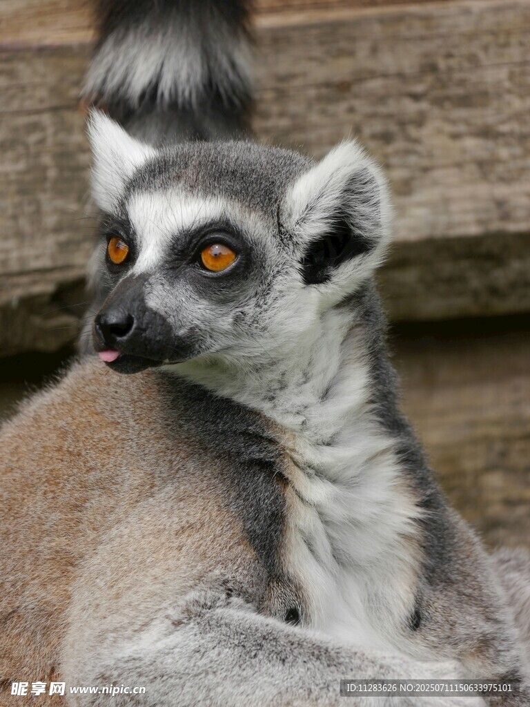狐猴特写