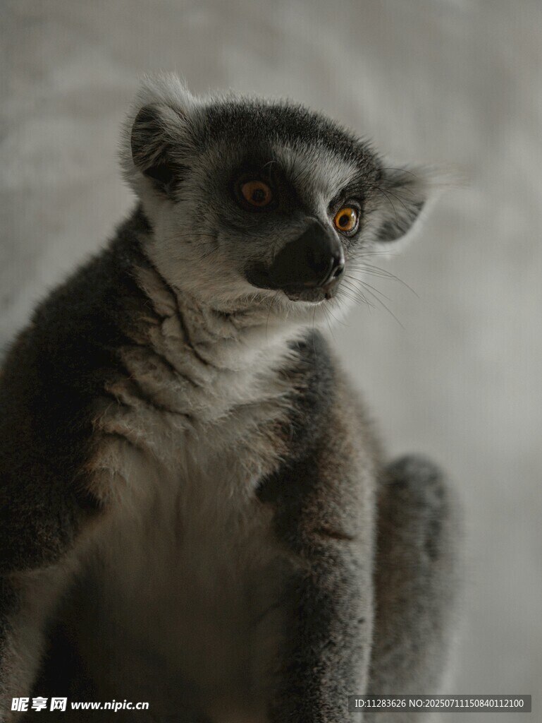 狐猴特写
