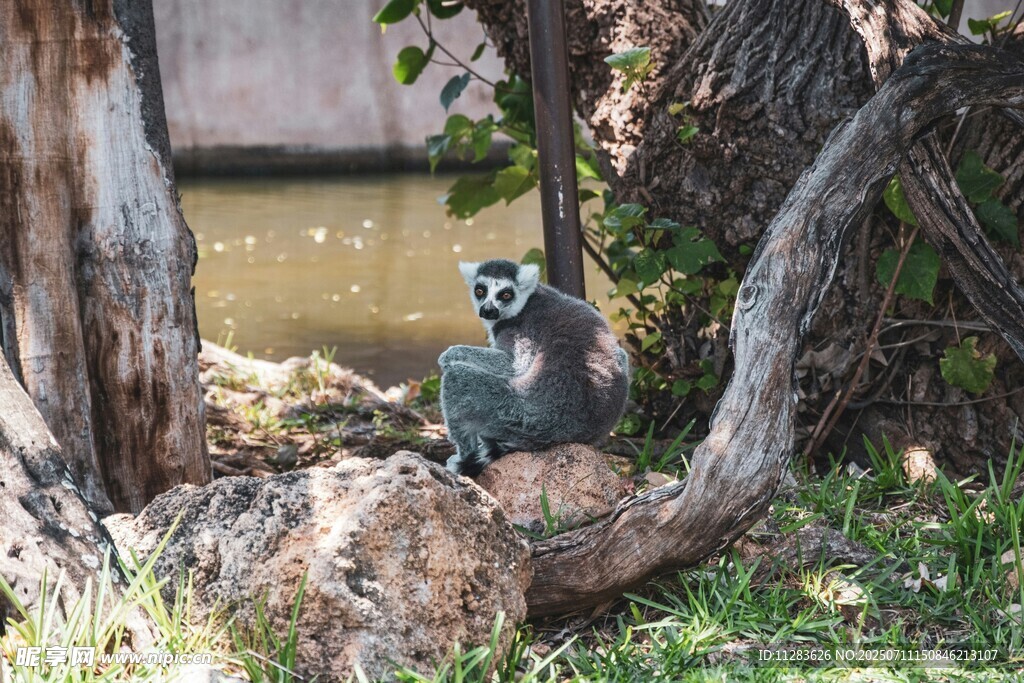 狐猴栖息于岩石与绿植间