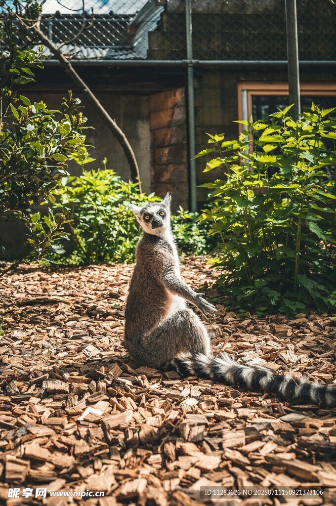 狐猴端坐于落叶繁茂之地