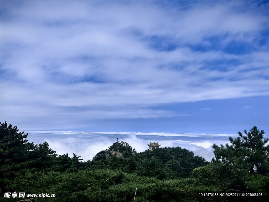 蓝天白云下的葱郁树林