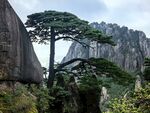 黄山奇峰上的挺拔松树