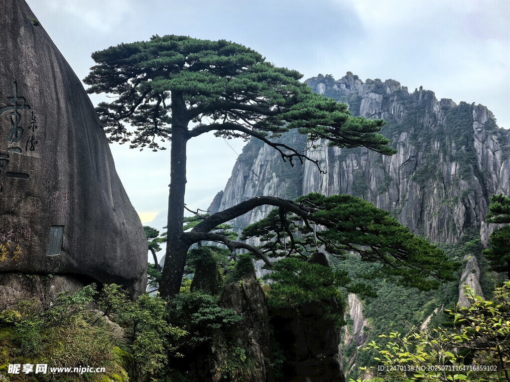 黄山奇峰上的挺拔松树