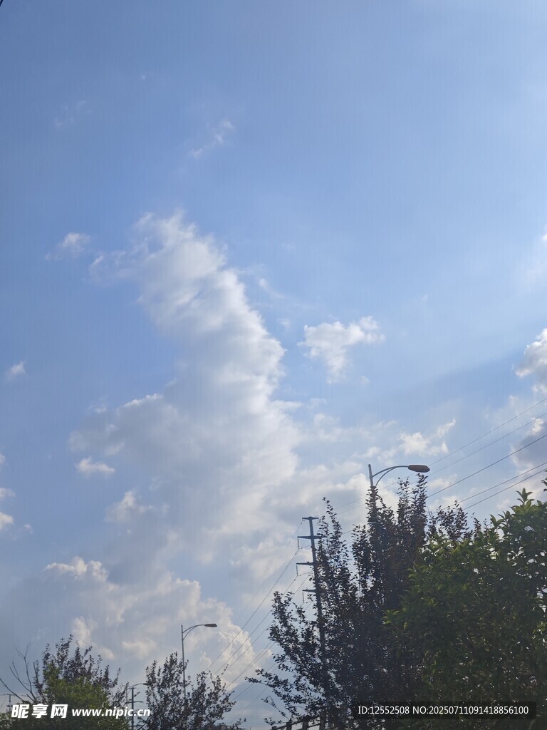 蓝天白云下的树梢景致
