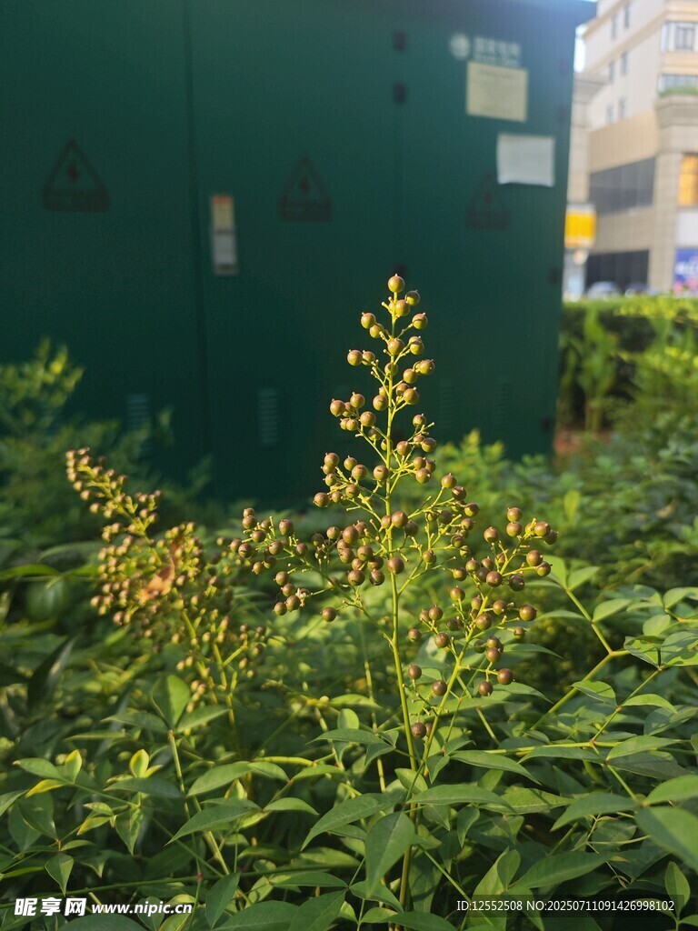 绿叶丛中的黄色小花