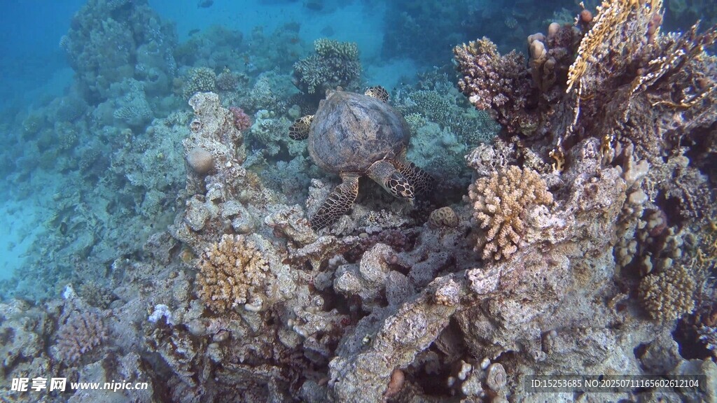 海底珊瑚景观