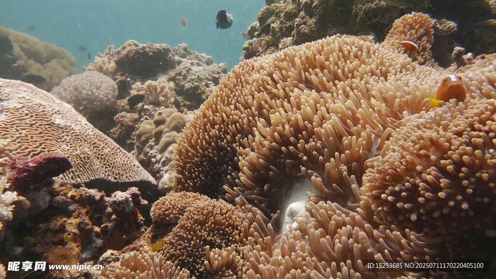 海底绚烂珊瑚景观