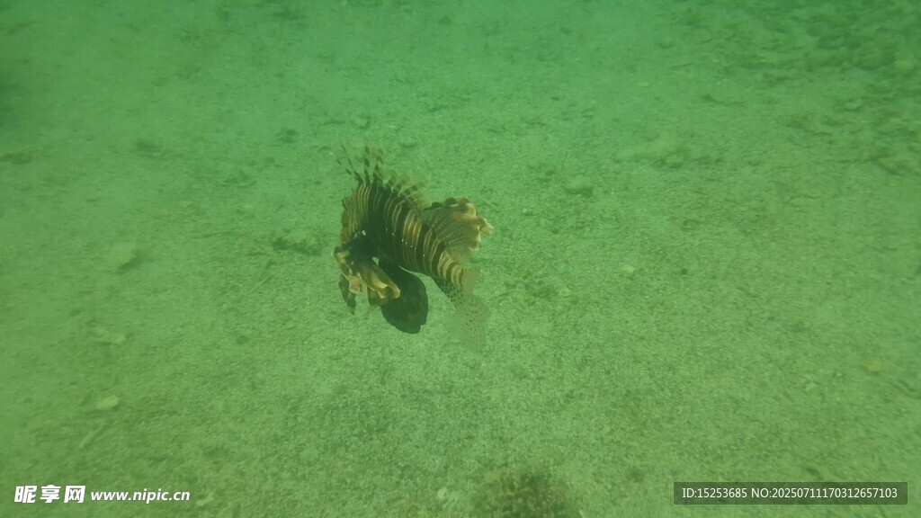 海底游动的多彩海洋生物