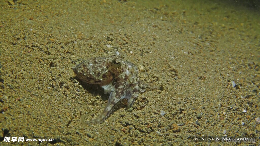 海底沙地上的小章鱼