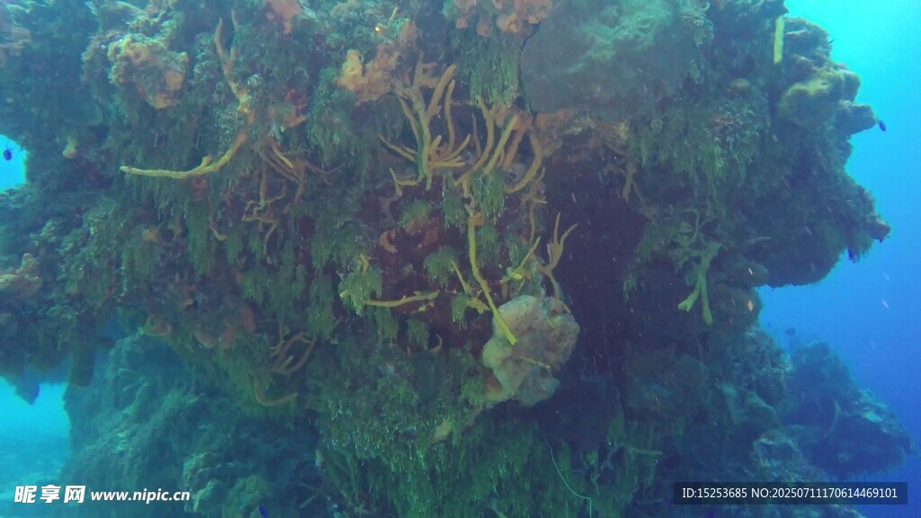 海底绚丽珊瑚礁景观