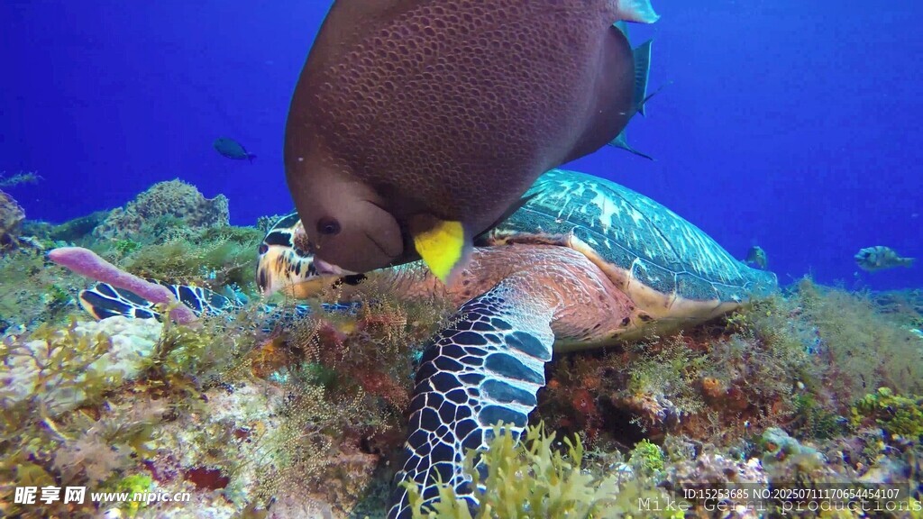 潜水员与海底斑斓生物