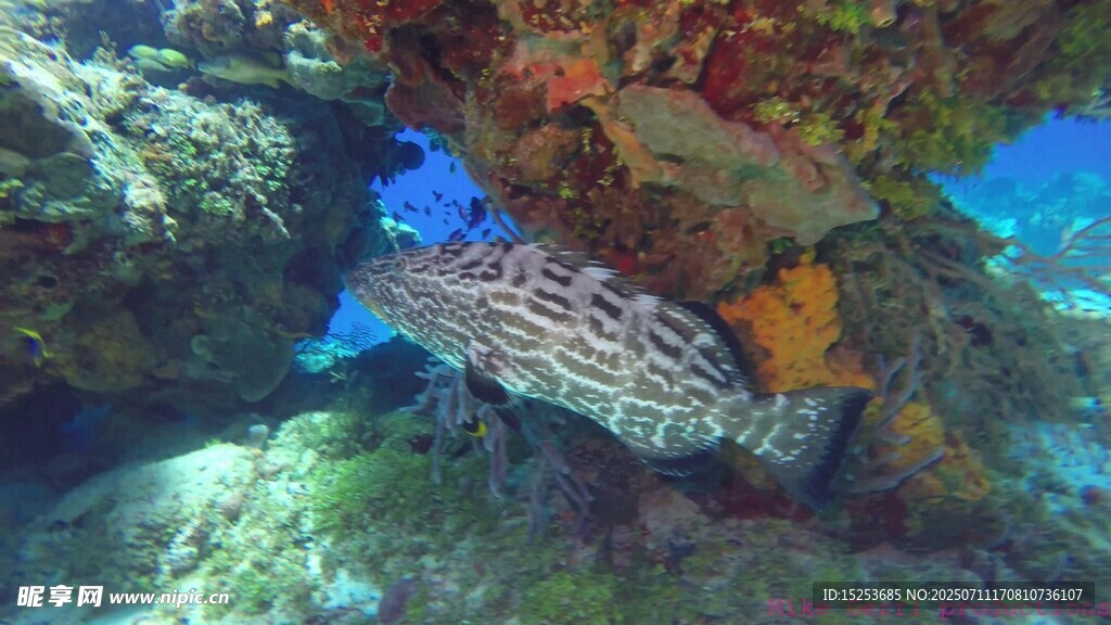海底斑斓条纹鱼