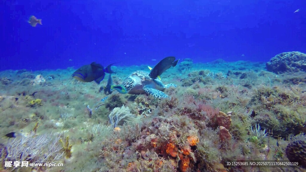 海底潜水景观