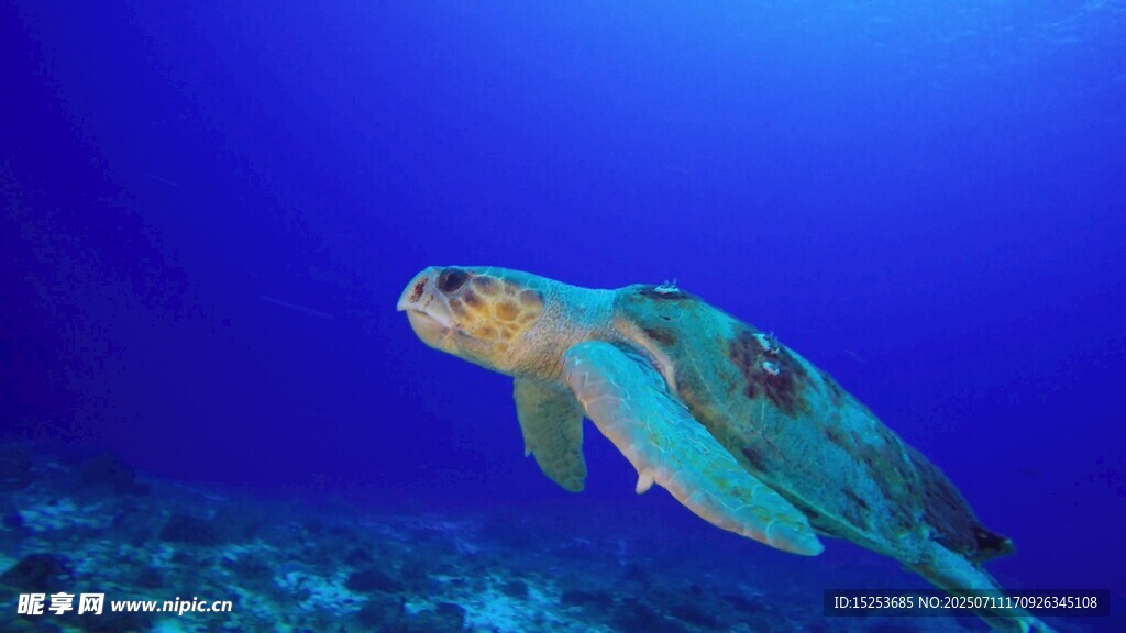 海洋中游动的绿海龟