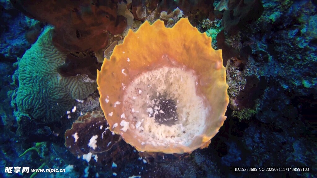 海底奇异橙色海绵体
