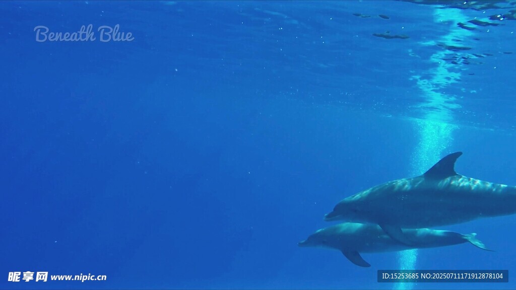 海中双海豚悠游