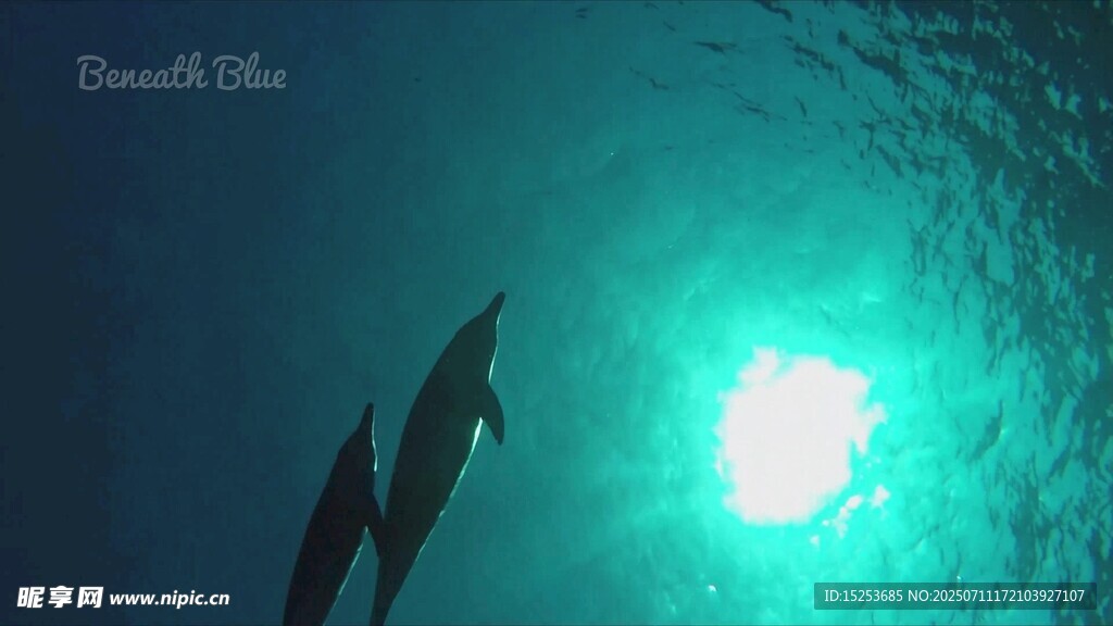 海底双海豚迎向阳光