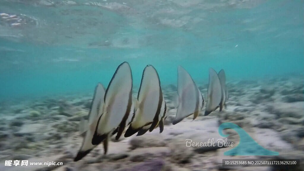 海底列队的神秘海洋生物