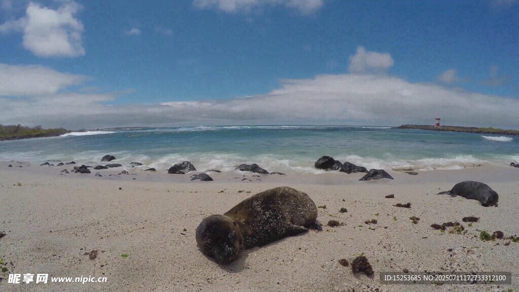 海滩上的海狮与美丽海景