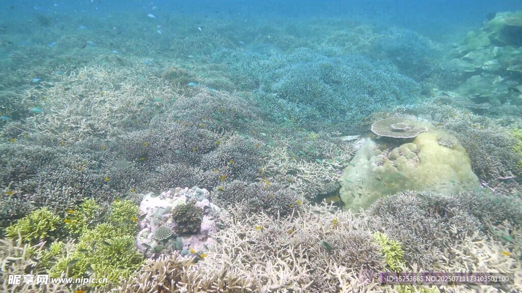 海底景象水下植物与物体