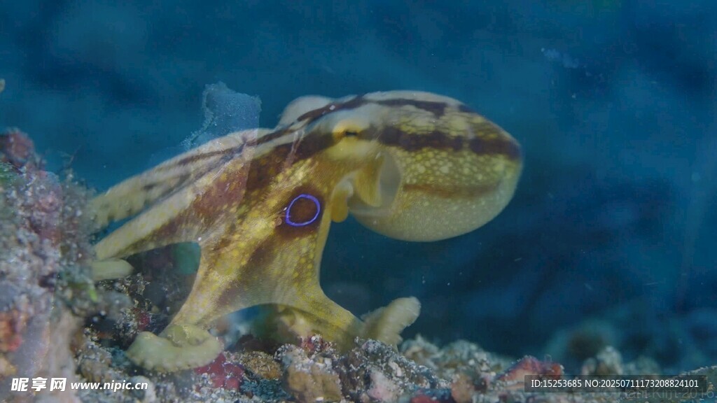 海底奇异乌贼