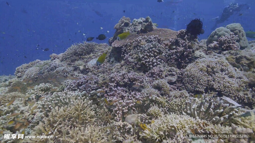 海底珊瑚景观