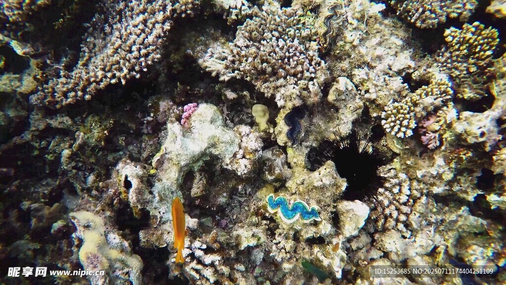 海底珊瑚丛中的多彩生物