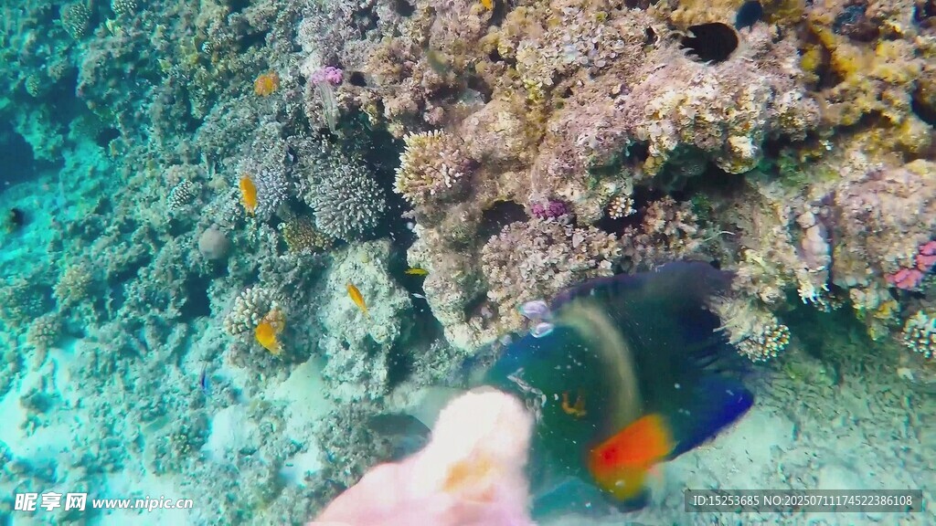 手触海底游动小丑鱼