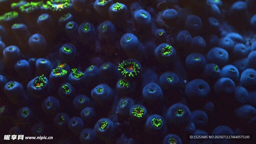 密集蓝绿相间海洋生物