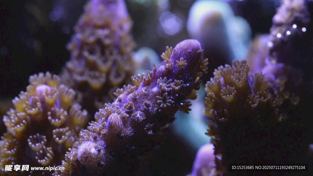 绚丽多彩的海底珊瑚景观