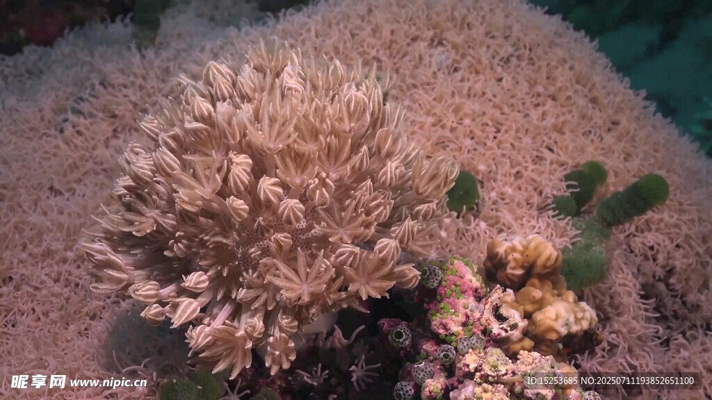 海底美丽珊瑚景观