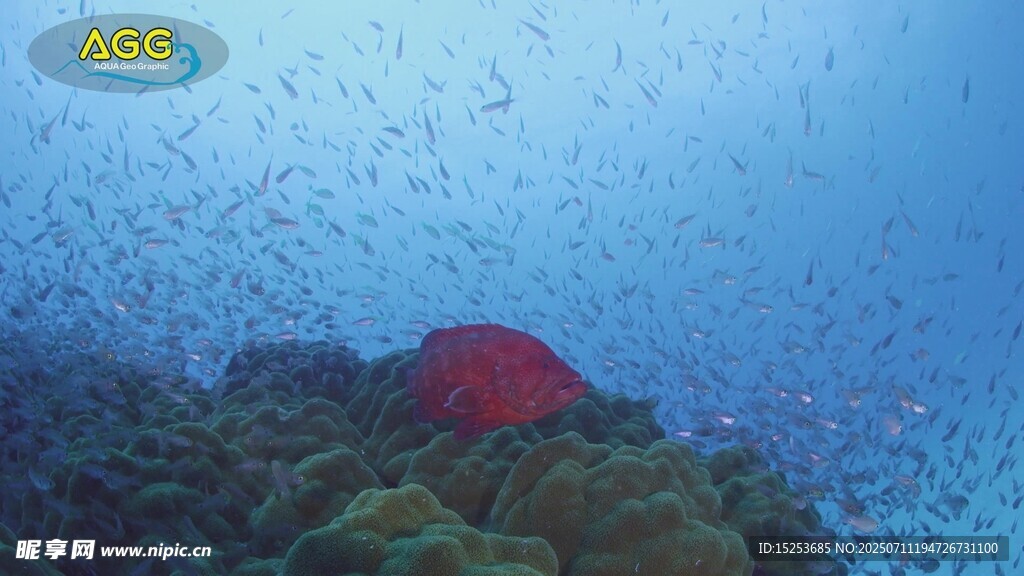 海底红鱼与珊瑚景观