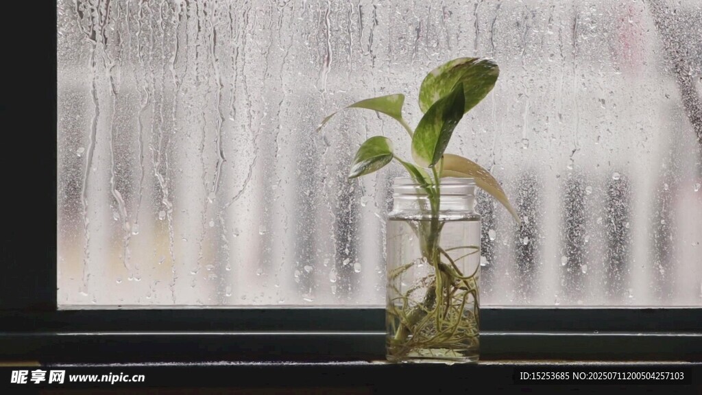 窗边玻璃瓶中的嫩绿植物