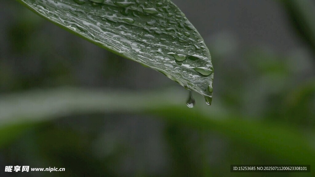 叶片上晶莹的水珠